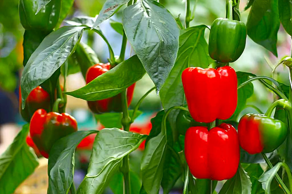 Чим підживити перець у липні, щоб він виріс великим та соковитим