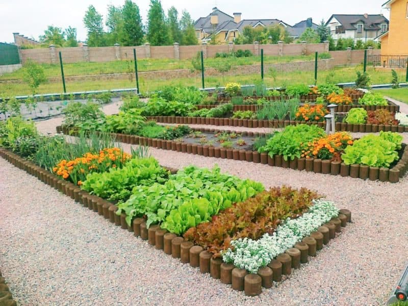 Про сусідство помідорів з іншими культурами: плануємо грядки завчасно