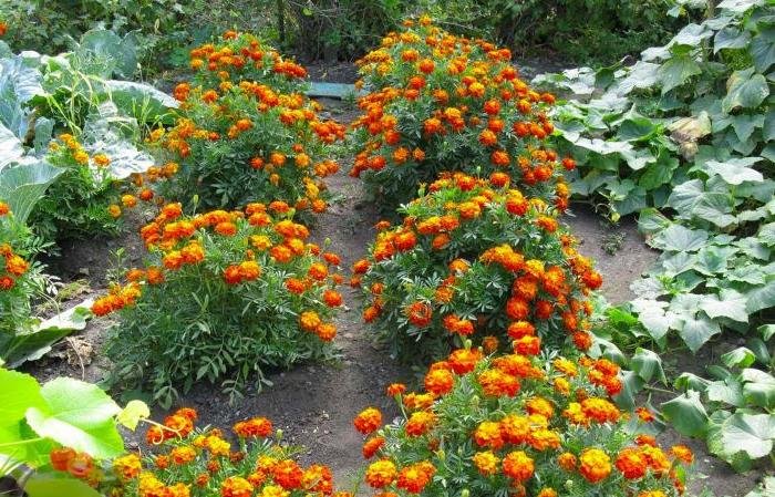 Дачники розповіли, чому треба висівати на городі чорнобривці