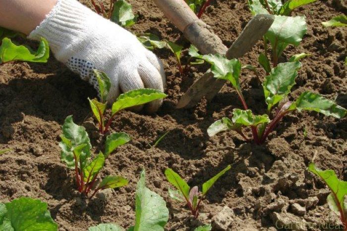 Городники розповіли, як доглядати за буряками, щоб вродили солодкі та великі: секрети гарного урожаю