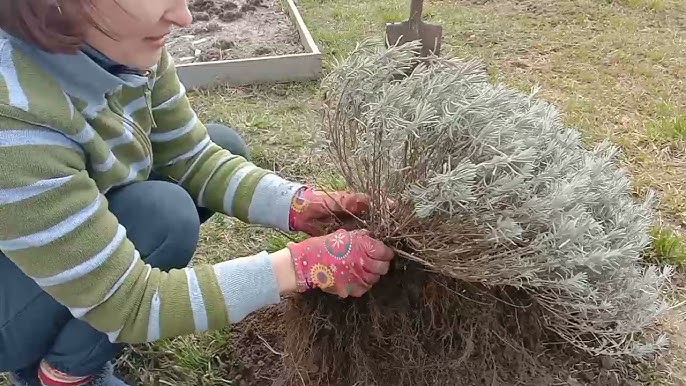 Як та коли треба обрізати лавандові кущі, щоб вони пишно цвіли