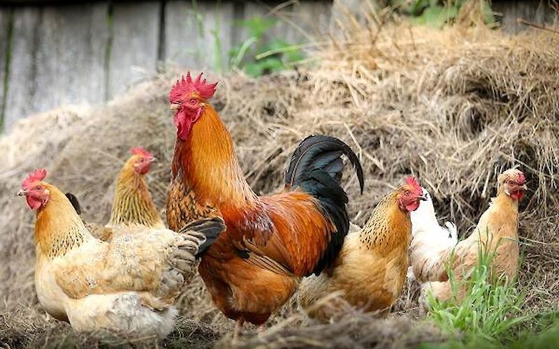 Яку домашню птицю взяти на літо