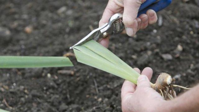 Коли треба пересаджувати іриси, щоб не нашкодити квітам
