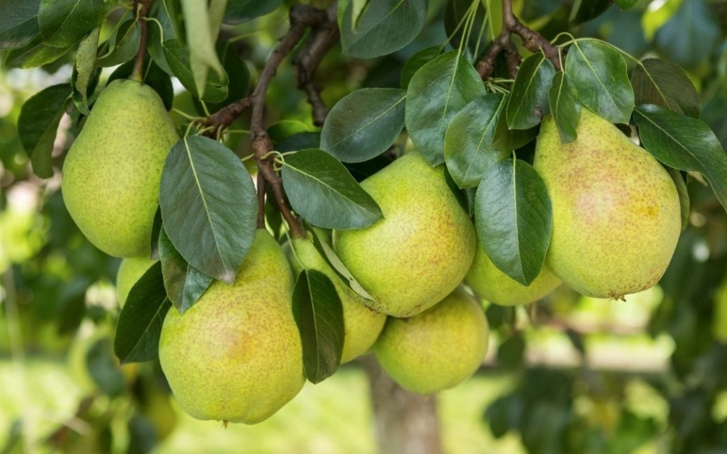 Як влітку підживити груші, щоб виростити щедрий врожай