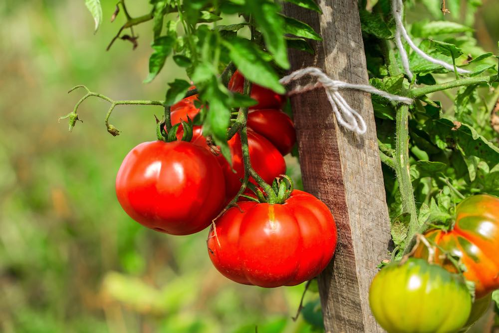 Як пришвидшити дозрівання помідорів: дачникам на замітку