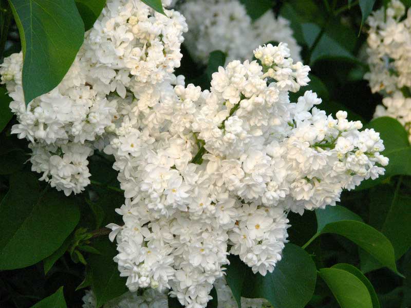 Бузок «Монік Лемуан» (Syringa vulgaris ‘Monique Lemoine’)