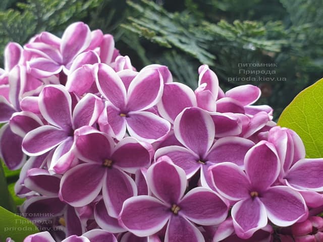 Бузок «Сенсація» (syringa vulgaris ‘Sensation’)