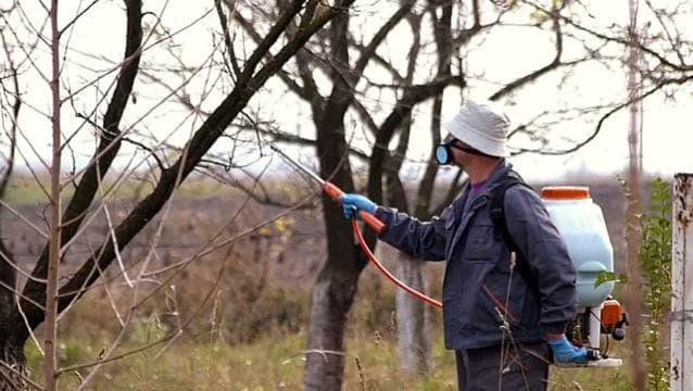 Експерти пояснили, коли треба застосовувати бордоську рідину та мідний купорос