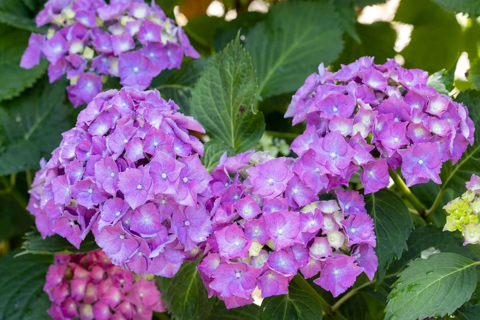 Hydrangea macrophylla ‘Kompeito’