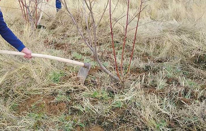 Як привести до ладу під городництво закинуту земельну ділянку