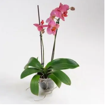 Фаленопсис Рожевий (Phalaenopsis rosea)