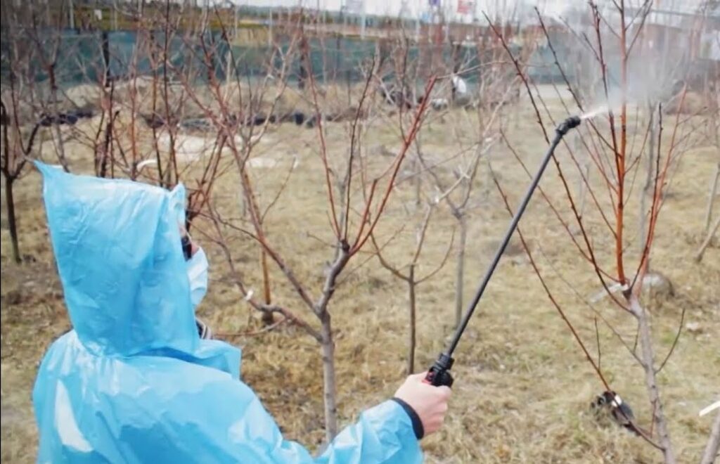 Рецепт бакової суміші для обробки садових дерев восени: без шансів для комах та хвороб