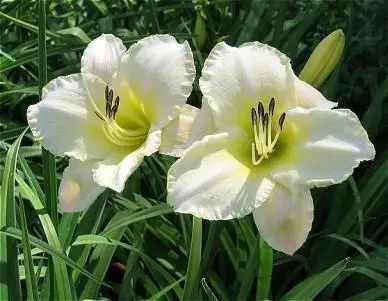 Сорт White Temptation