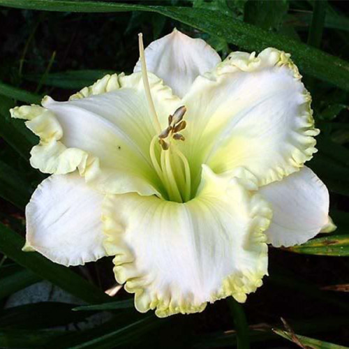 Лілейник гібридний White Temptation
