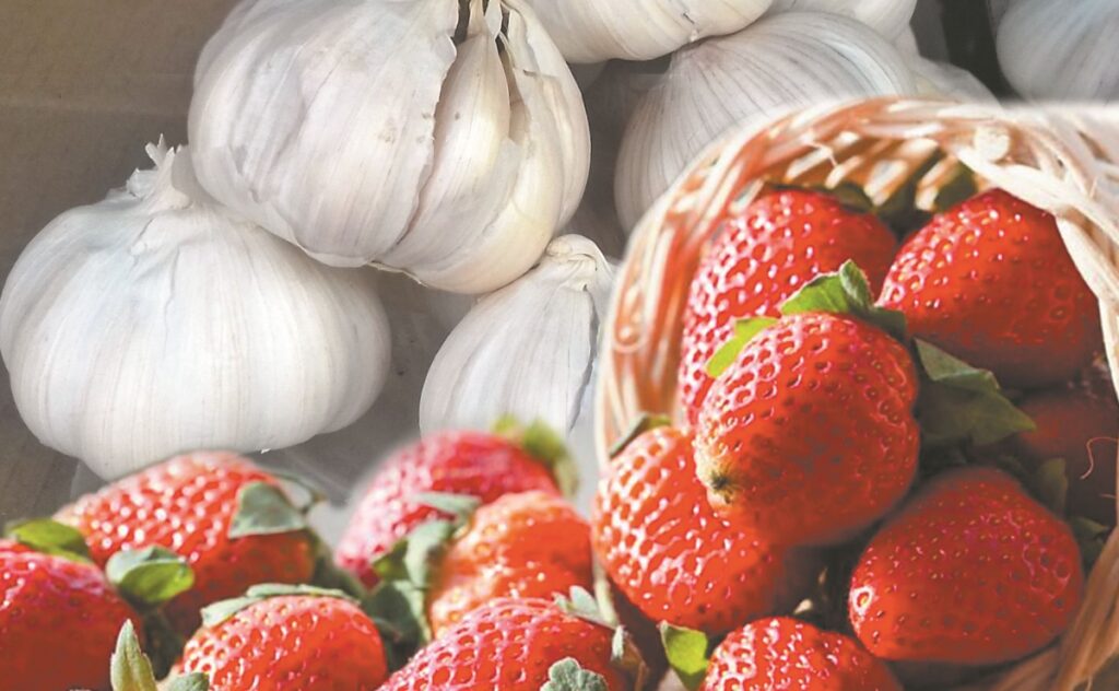 Для чого дачники біля кожного куща полуниці садять часник
