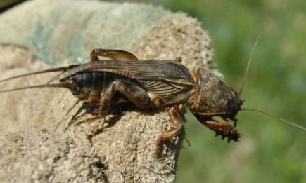 Коли потрібно обробляти ділянку, щоб ведмедка не встигла розмножуватися