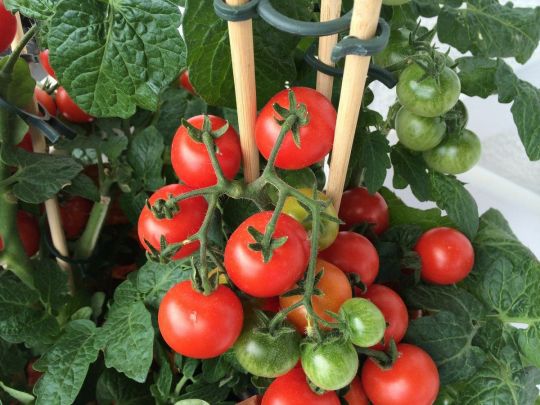 Як допомогти помідорам на кущах швидше достигнути
