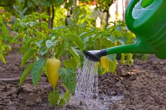 Чотири корисні поради про підживлення рослин в липні