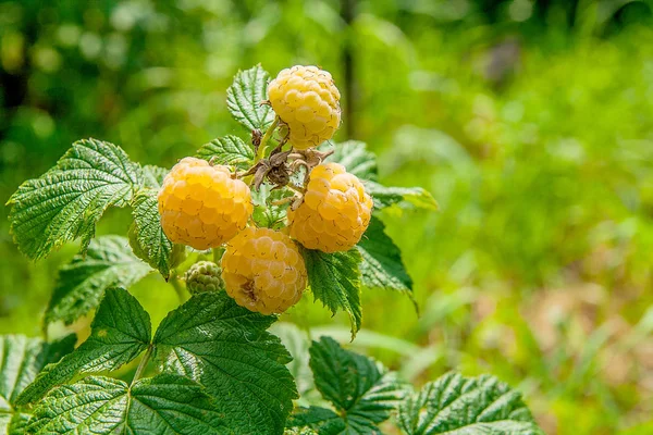 depositphotos_143847491-stock-photo-close-up-of-the-ripe
