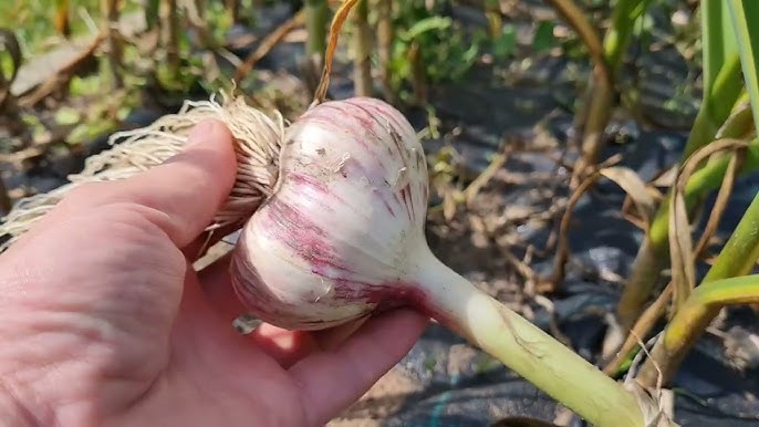 Одна ознака підкаже, що грядка готова до збору часника