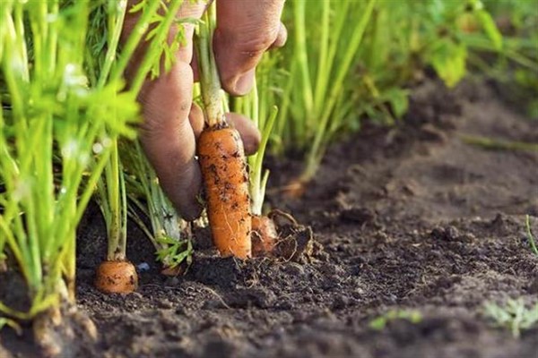 Для чого дачники посипають грядки з морквою пшоном