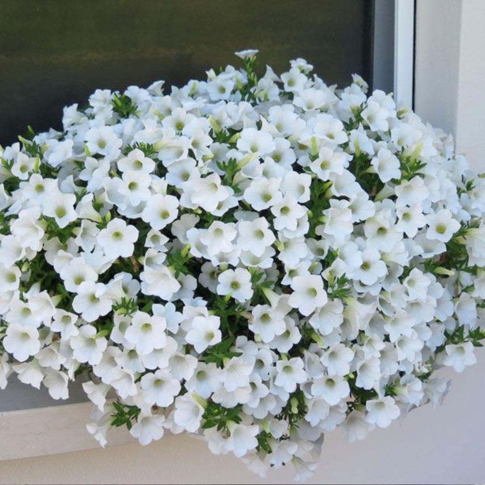 Сурфінія Table White