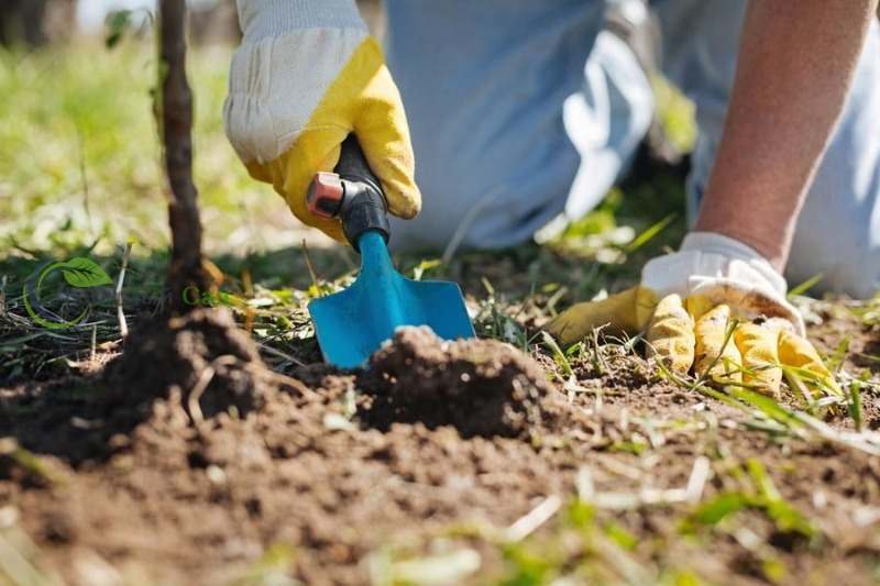 Як правильно підживлювати кореневу систему плодових дерев