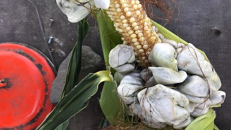Грибкове ураження кукурудзи: сажка пухирчаста